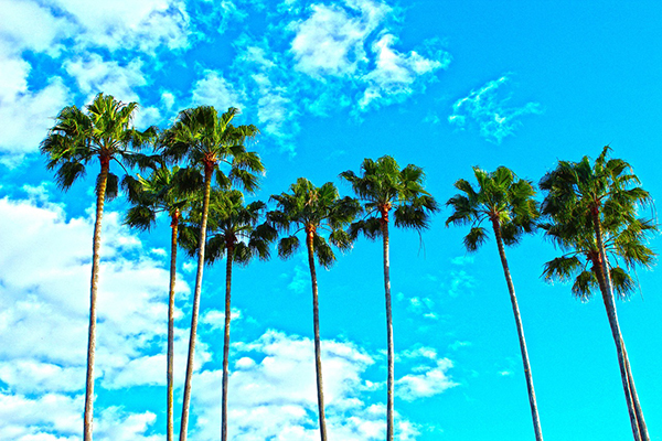 Florida: The New Frontier for International Business Expansion